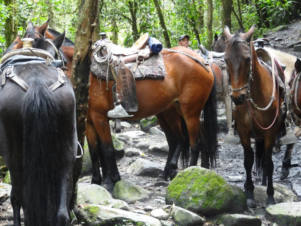 salento cocora valley horses