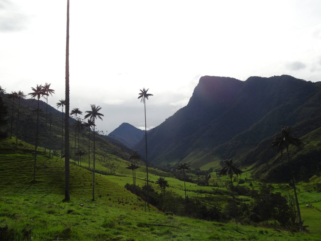 Cocora Valley Hike
