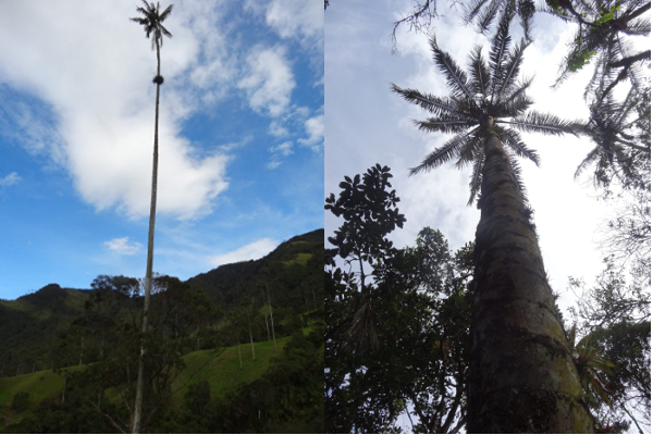 Palm Trees of Cocora